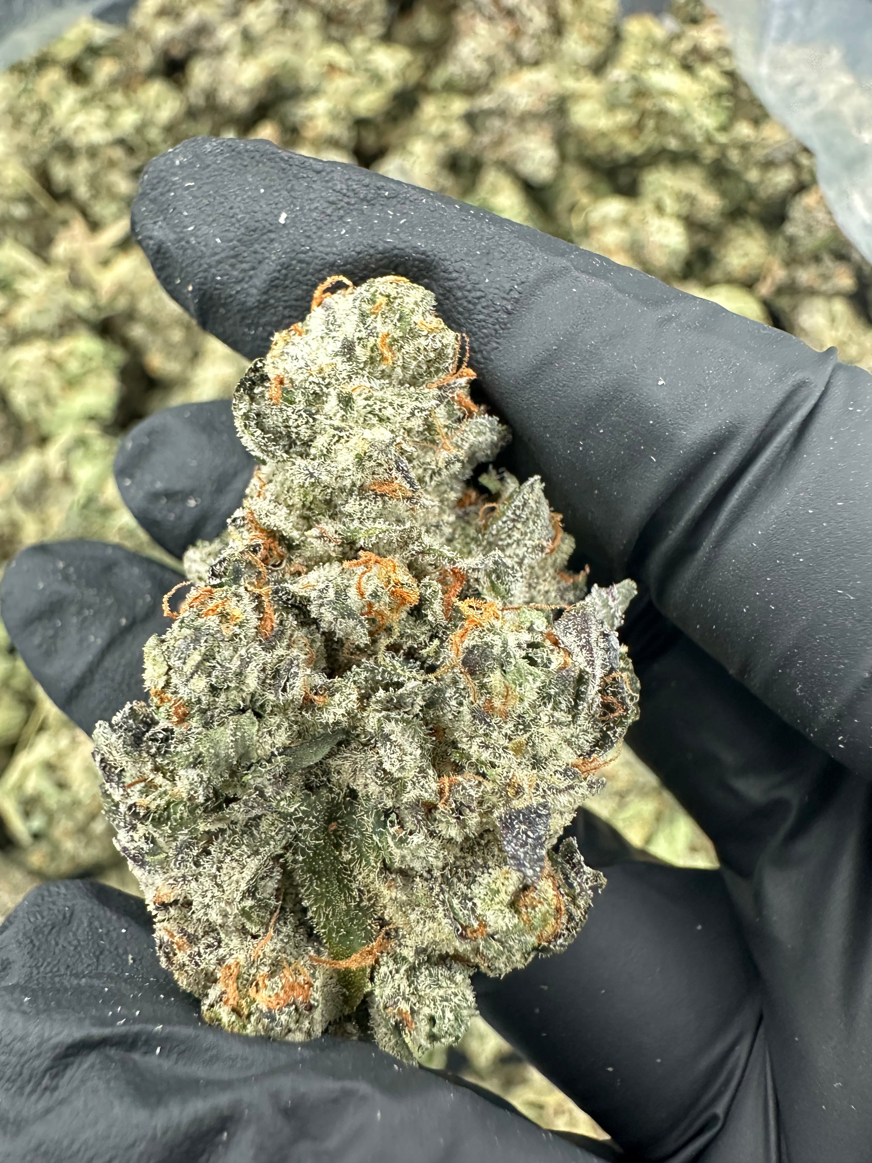 Bruce Banner THCA Flower (Premium) - 图片 8