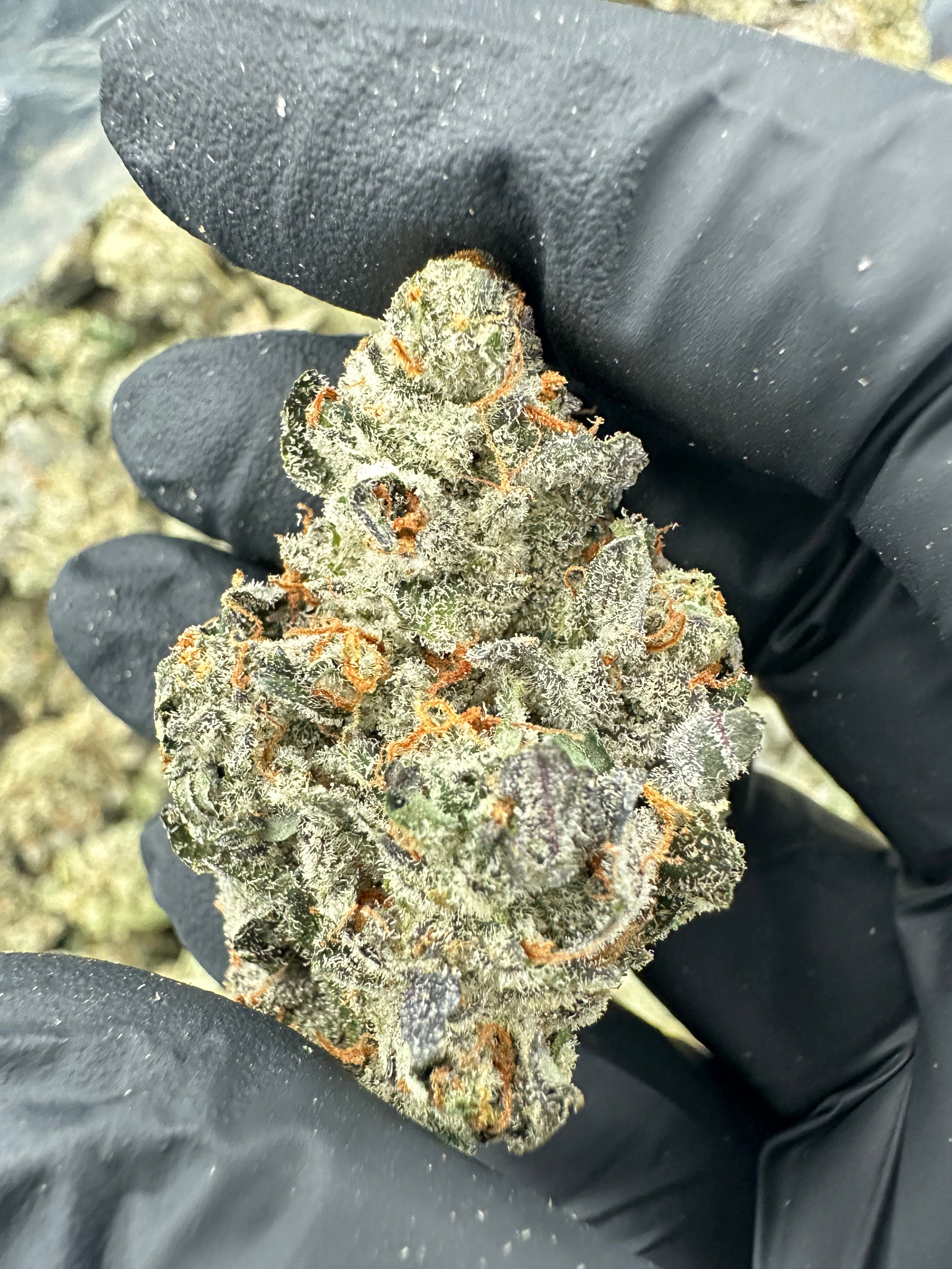 Bruce Banner THCA Flower (Premium) - 图片 7