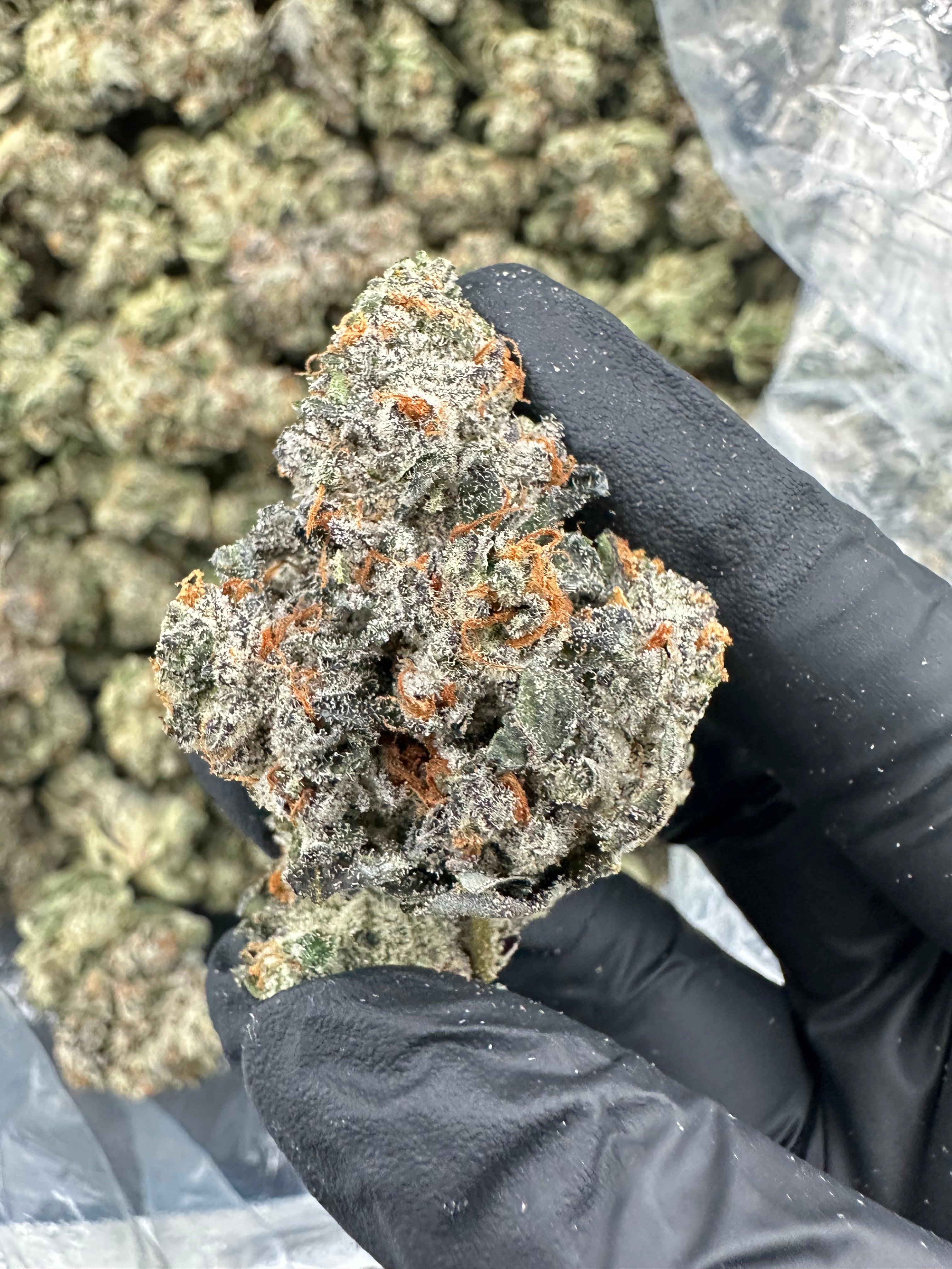 Bruce Banner THCA Flower (Premium) - 图片 3