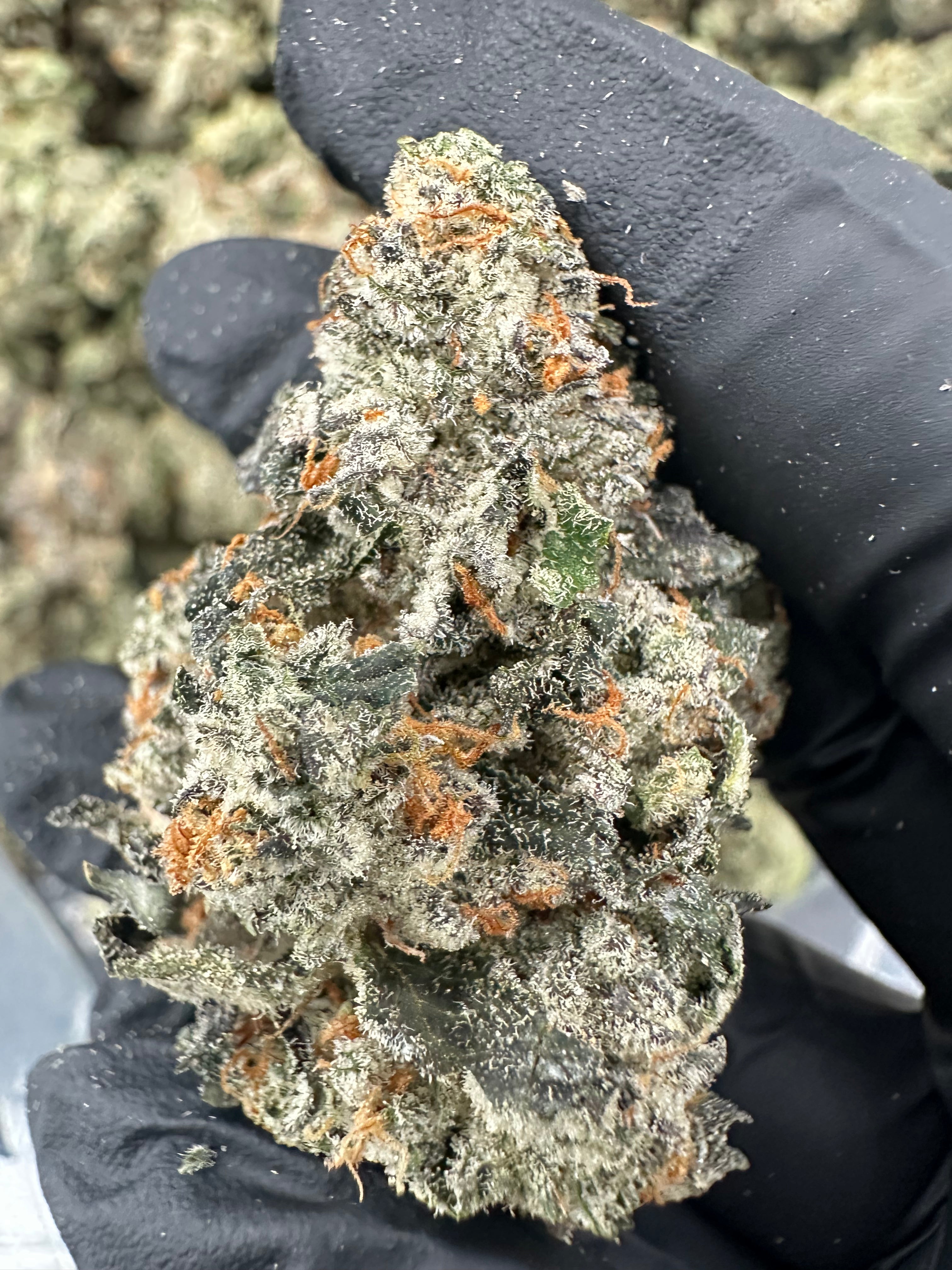 Bruce Banner THCA Flower (Premium)